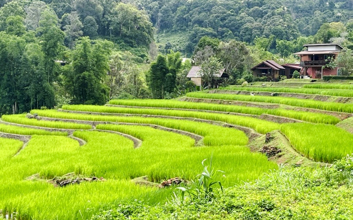 Terraced rice fields in Chiang Mai with lush greenery and traditional houses in the background.