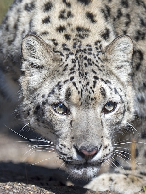 Snow leopard crouching at Central Park Zoo.