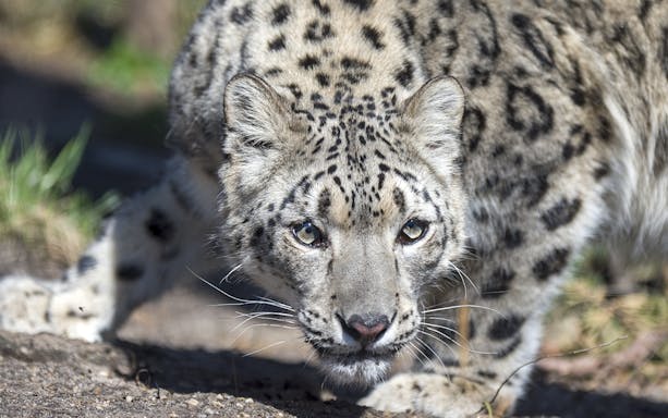 Snow leopard crouching at Central Park Zoo.