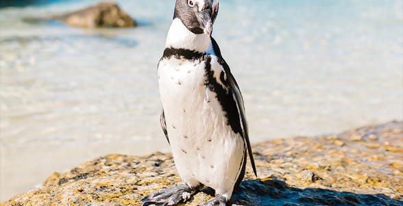 Phillip Island Nature Parks Tickets