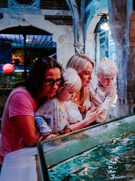 Guests observing marine life at SEA Life Brighton.