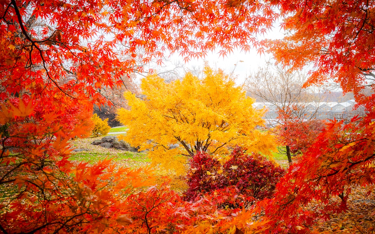 Autumn foliage at New York Botanical Garden with vibrant red and yellow leaves.