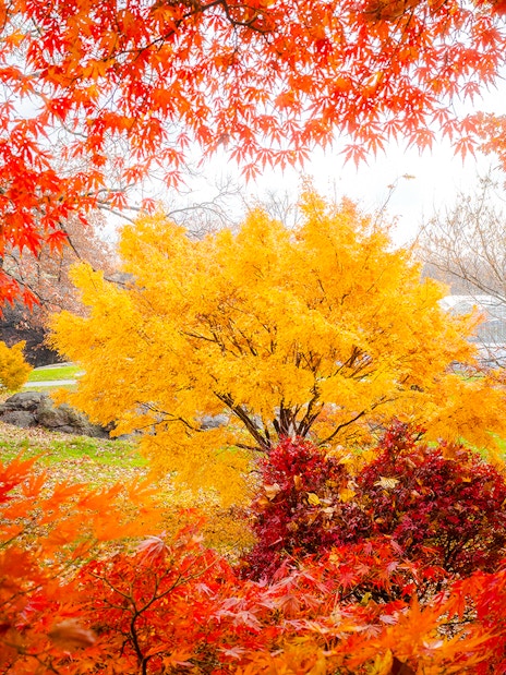 Autumn foliage at New York Botanical Garden with vibrant red and yellow leaves.