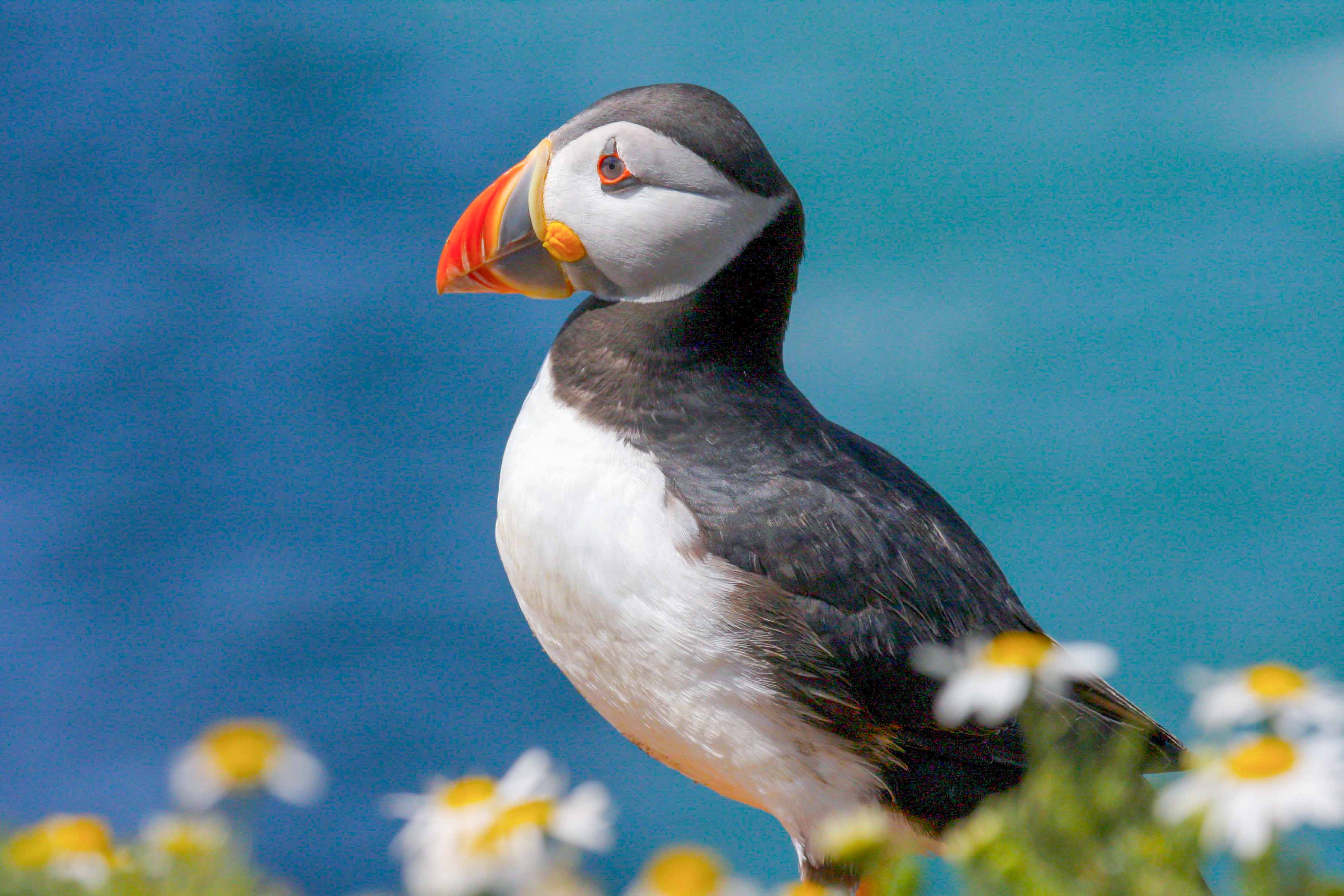 Puffin standing among daisies with ocean in the background.