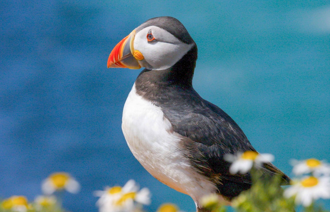 Puffin standing among daisies with ocean in the background.