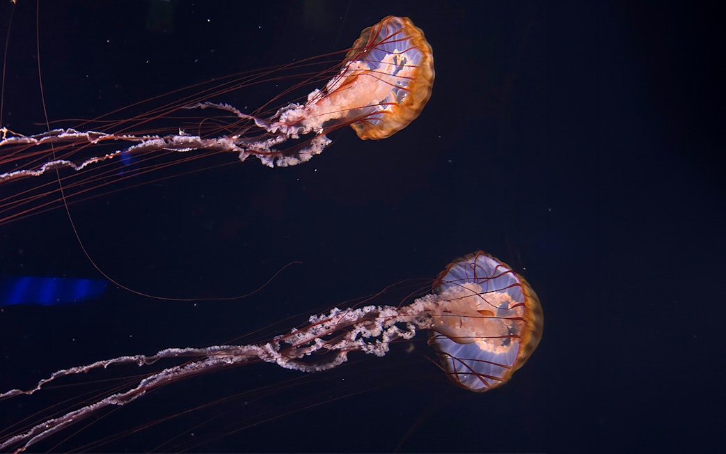 Compass jellyfish swimming at Aquarium de Paris.