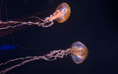Compass jellyfish swimming at Aquarium de Paris.