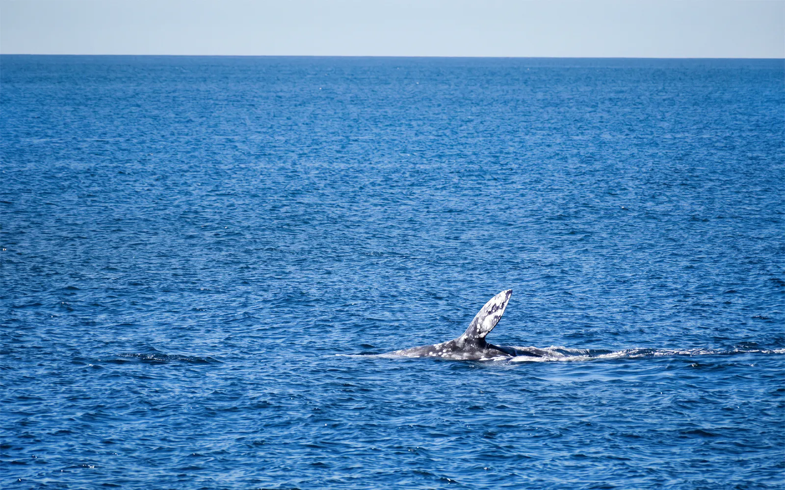 Whale fin visible above ocean surface during San Diego whale watching cruise.