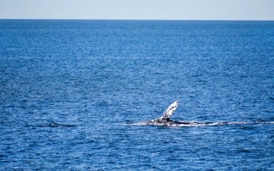 Whale fin visible above ocean surface during San Diego whale watching cruise.