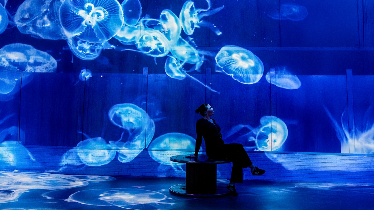 Jellyfish projections at The Sea Exhibition, Fabrique des Lumières.