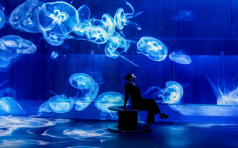 Jellyfish projections at The Sea Exhibition, Fabrique des Lumières.
