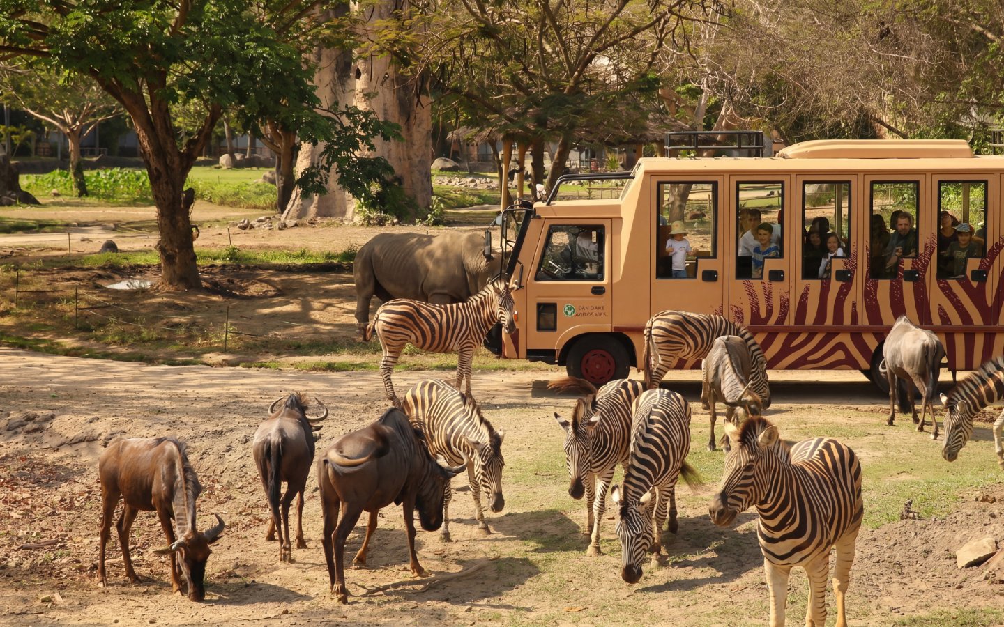 Safari bus with tourists observing zebras and wildebeests at Bali Safari Park.
