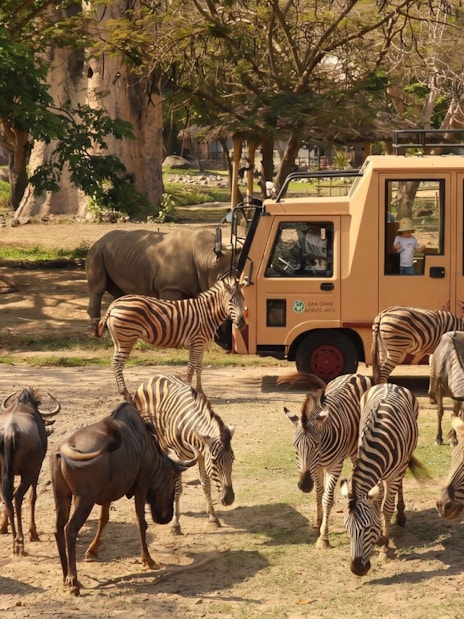 Safari bus with tourists observing zebras and wildebeests at Bali Safari Park.