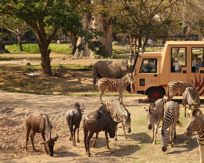 Bali Safari Park Tickets & Meal with Lion View