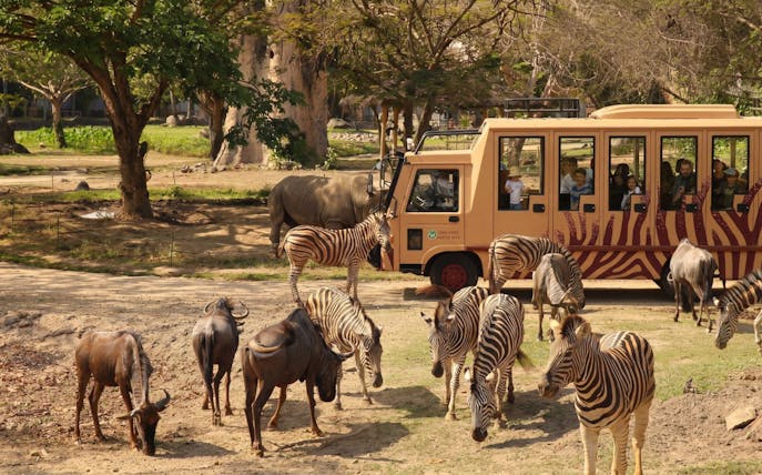 Safari bus with tourists observing zebras and wildebeests at Bali Safari Park.