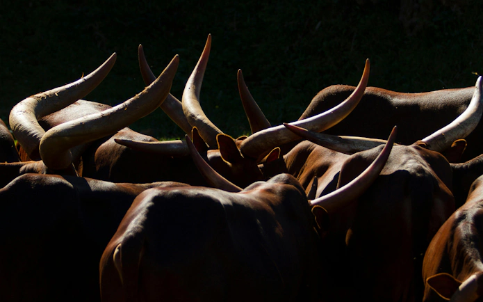 Watusi cattle group with large horns in Cabarceno, Spain.