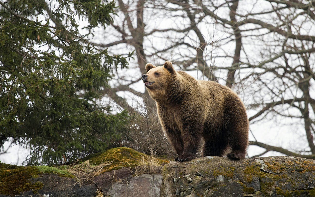 Brown bear standing on a rock at Skansen Open-Air Museum, Stockholm.