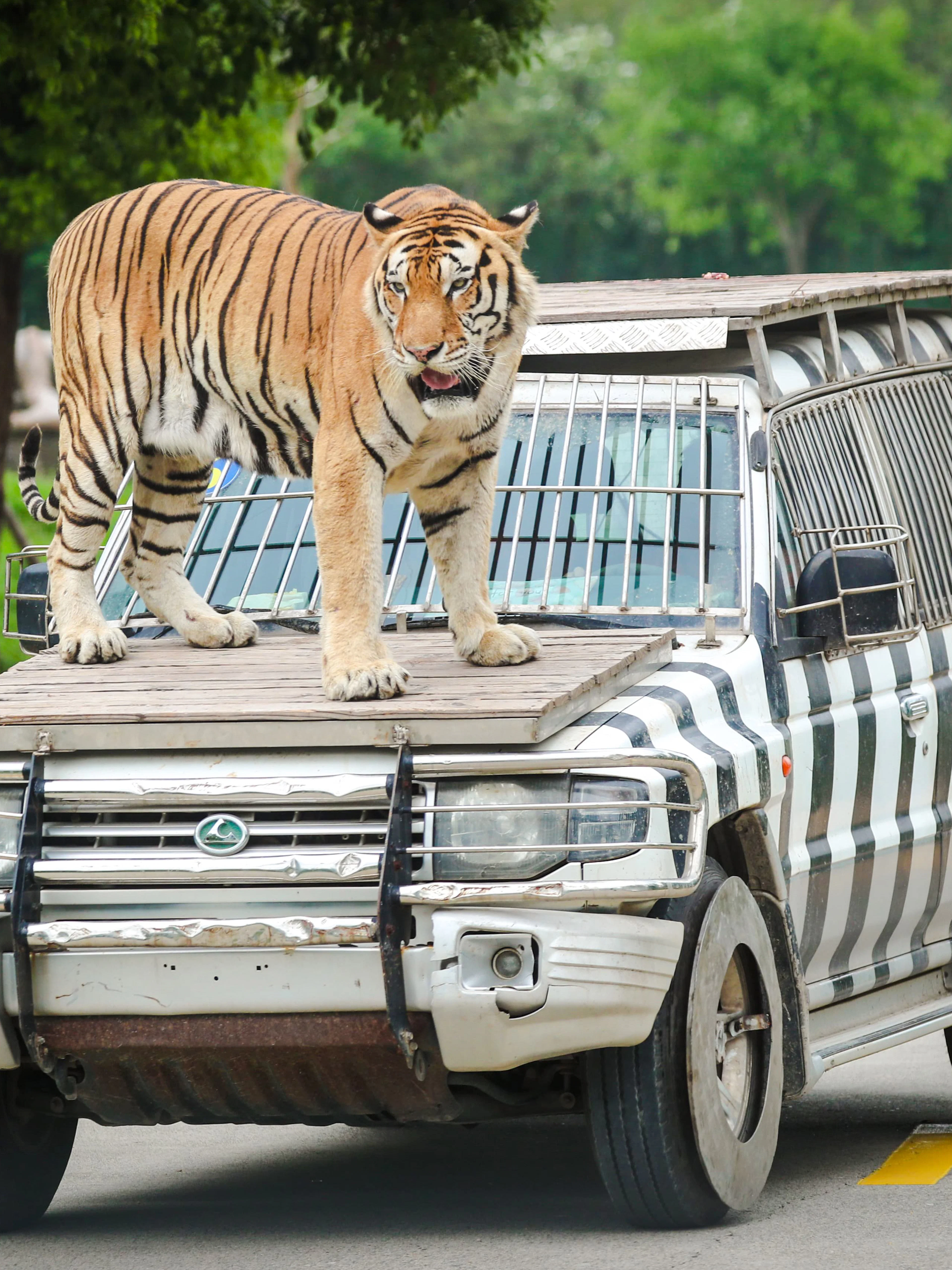 Tiger standing on safari vehicle at Shanghai Wild Animal Park.