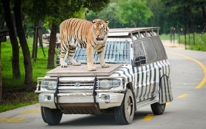 Tiger standing on safari vehicle at Shanghai Wild Animal Park.