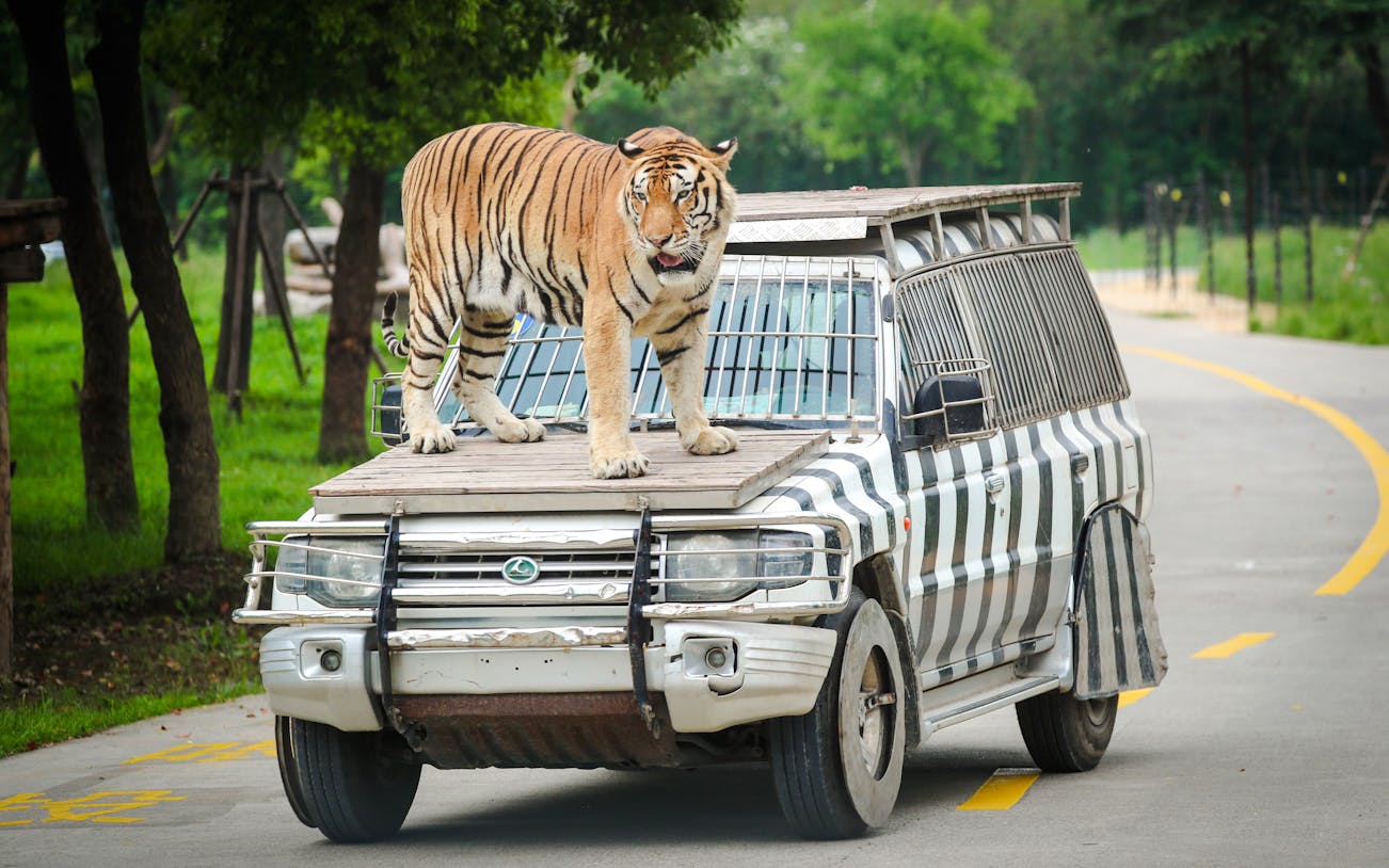 Tiger standing on safari vehicle at Shanghai Wild Animal Park.