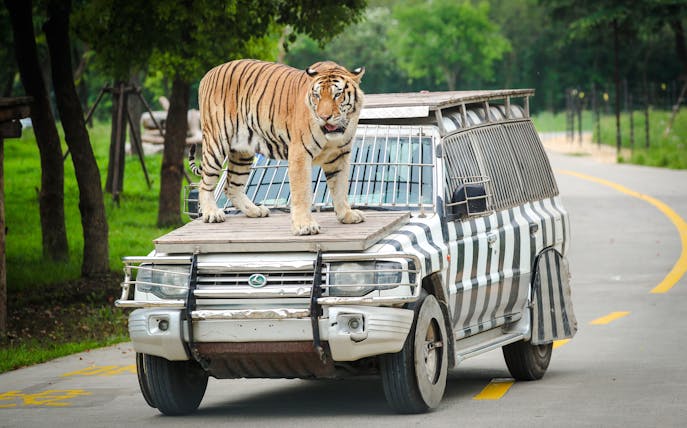 Tiger standing on safari vehicle at Shanghai Wild Animal Park.