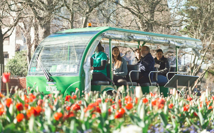 Tourists on a green tram ride through Christchurch Botanic Gardens with tulips in the foreground.