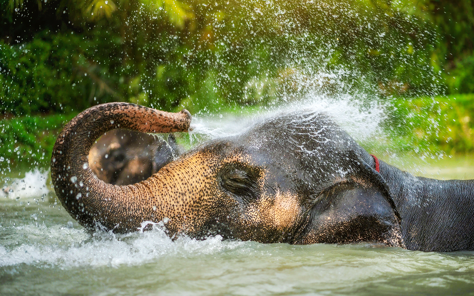 Elephant spraying water in a pond at Elephant Jungle Sanctuary, Phuket.