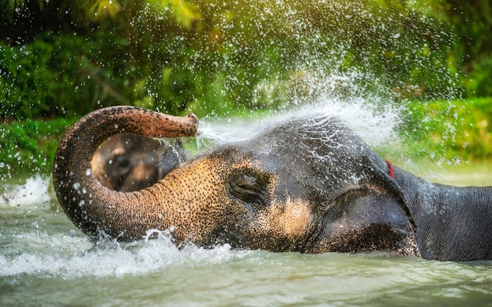 Elephant spraying water in a pond at Elephant Jungle Sanctuary, Phuket.