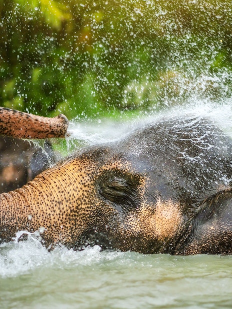 Elephant spraying water in a pond at Elephant Jungle Sanctuary, Phuket.