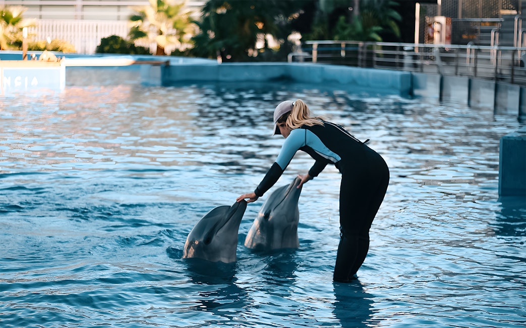 Trainer interacting with dolphins at Oceanografic Valencia show.