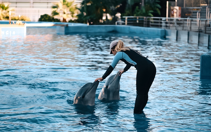Trainer interacting with dolphins at Oceanografic Valencia show.