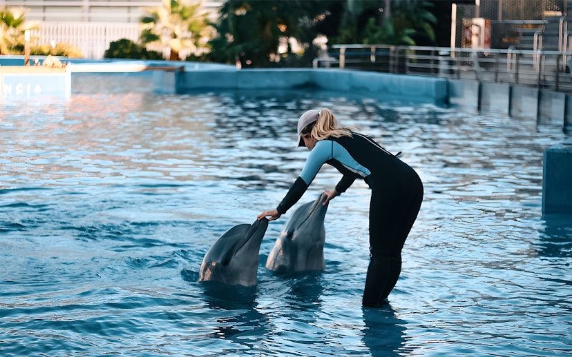 Trainer interacting with dolphins at Oceanografic Valencia show.