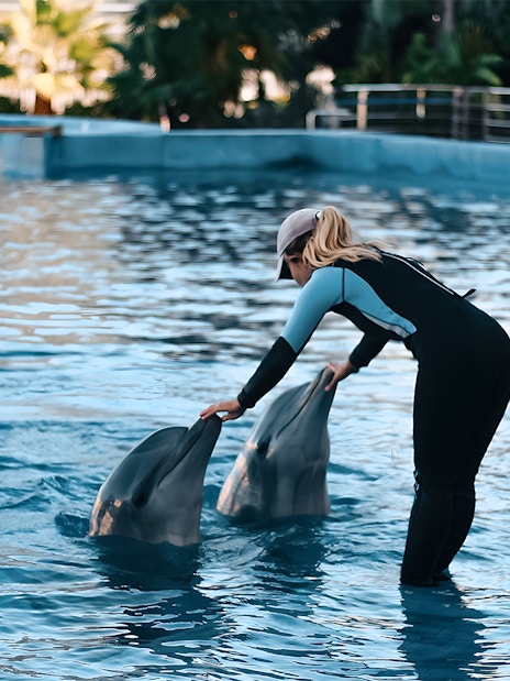Trainer interacting with dolphins at Oceanografic Valencia show.