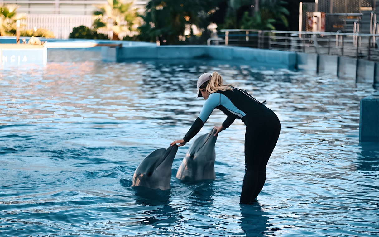 Trainer interacting with dolphins at Oceanografic Valencia show.