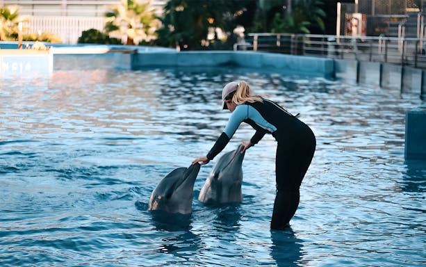 Trainer interacting with dolphins at Oceanografic Valencia show.