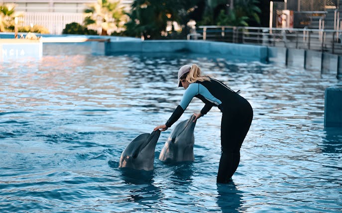 Trainer interacting with dolphins at Oceanografic Valencia show.