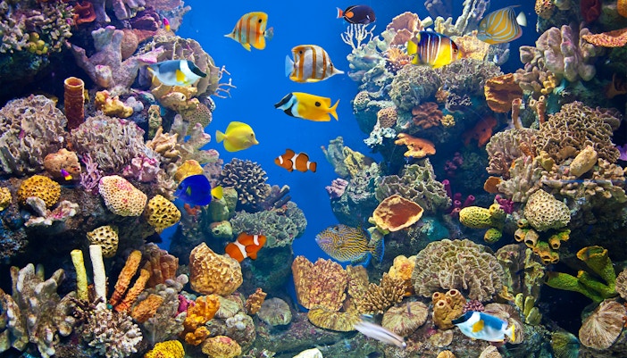 Barcelona Aquarium interior with diverse marine life in large tanks, showcasing vibrant fish and coral.