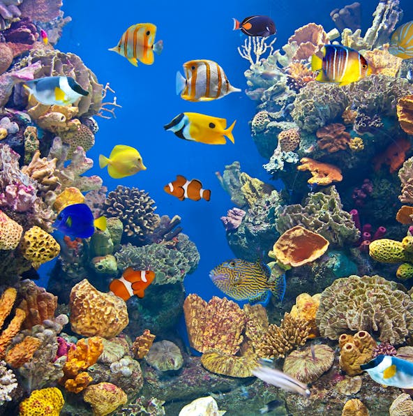 First timer’s guide to visiting Barcelona Aquarium