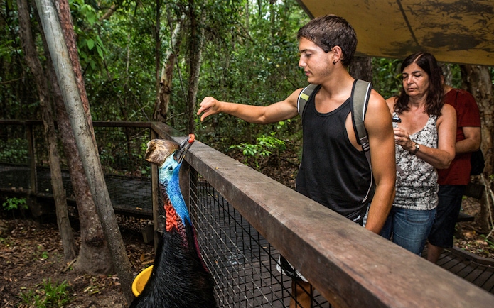 Man feeding a cassowary at Kuranda Koala Gardens, Australia.