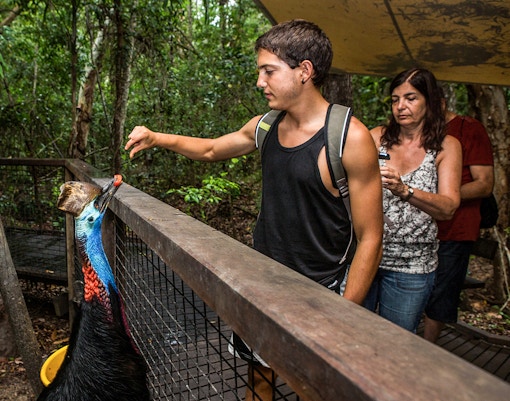 Man feeding a cassowary at Kuranda Koala Gardens, Australia.