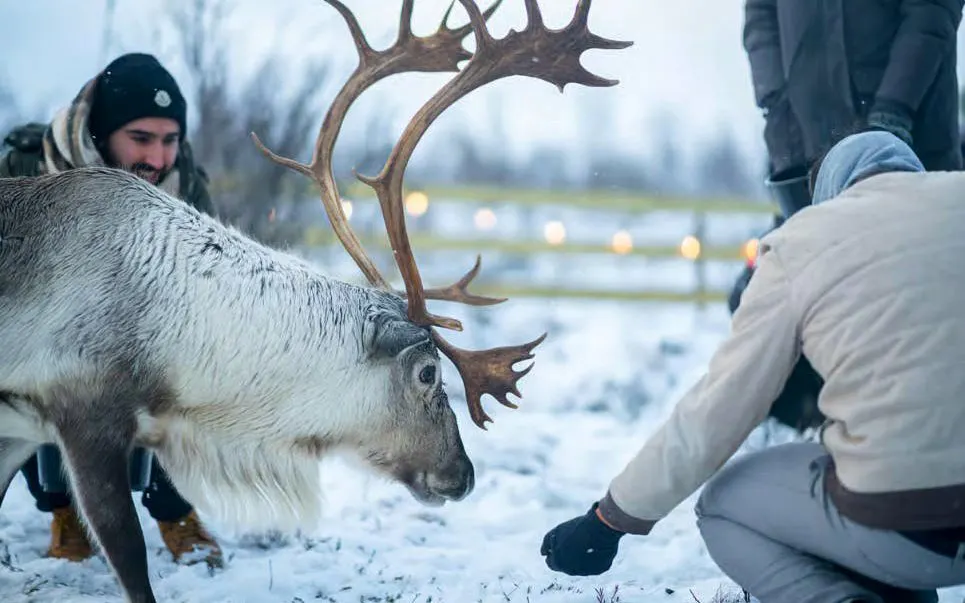 Reindeer feeding in snowy Tromsø with Sami cultural experience.