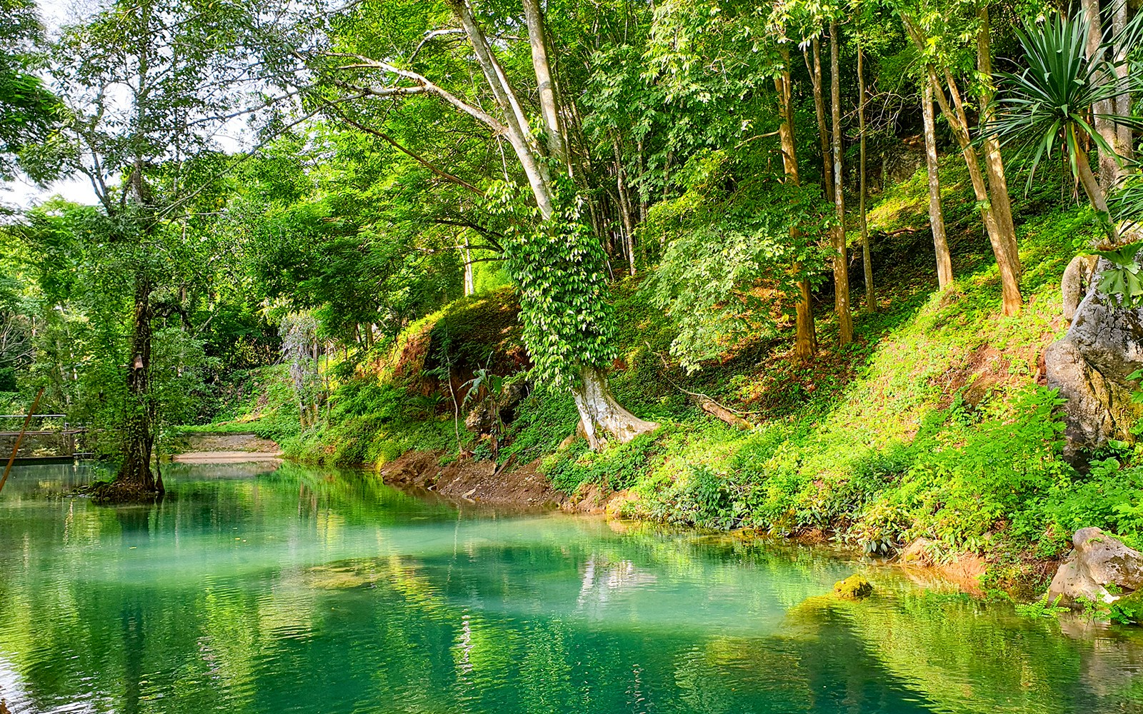Lush green jungles in Thailand