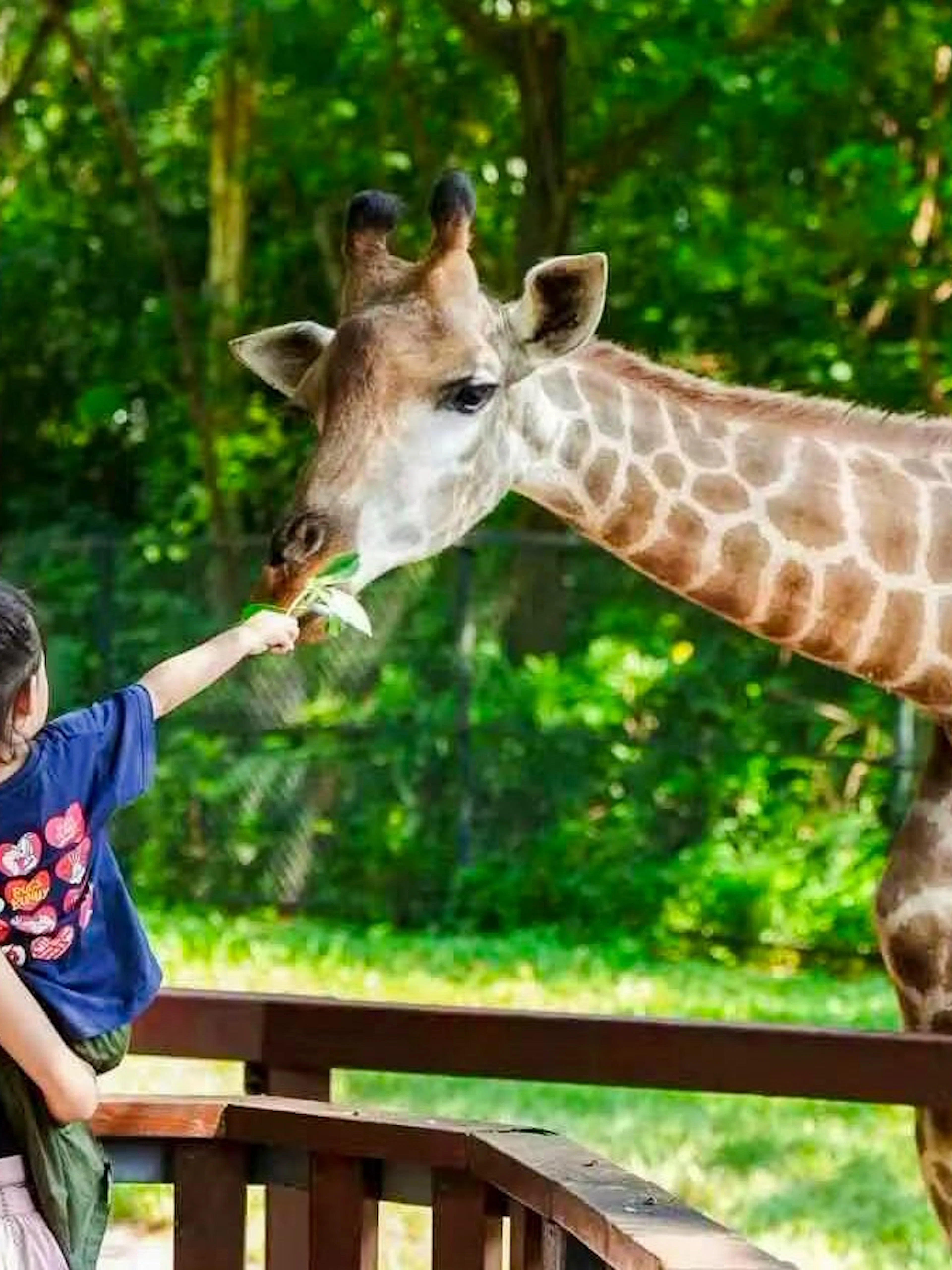shenzhen safari park tickets -1