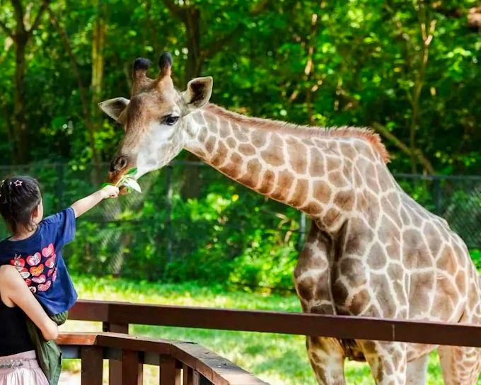 Shenzhen Safari Park Tickets