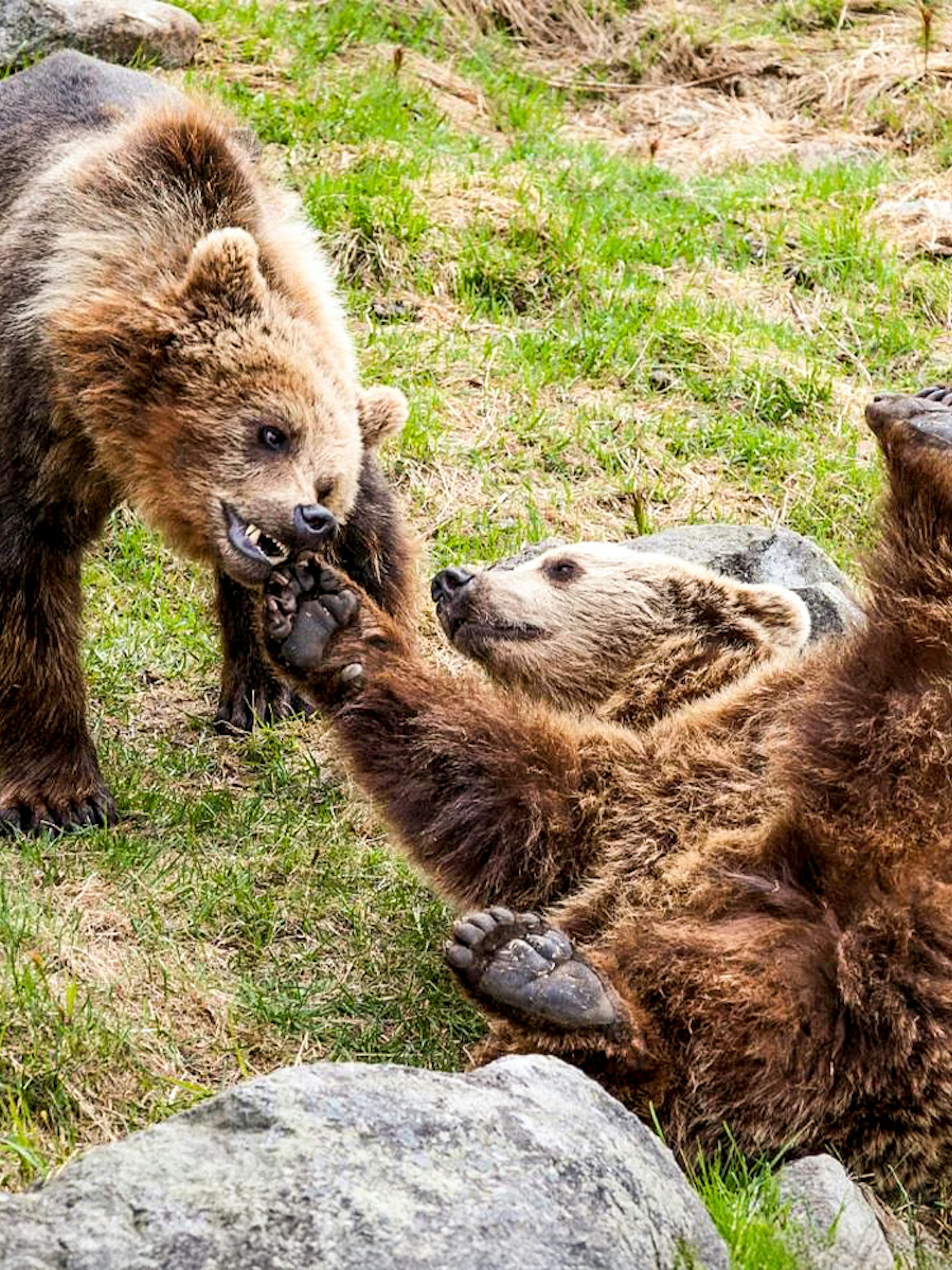 Bears playing at Ranua Wildlife Park, Finland.