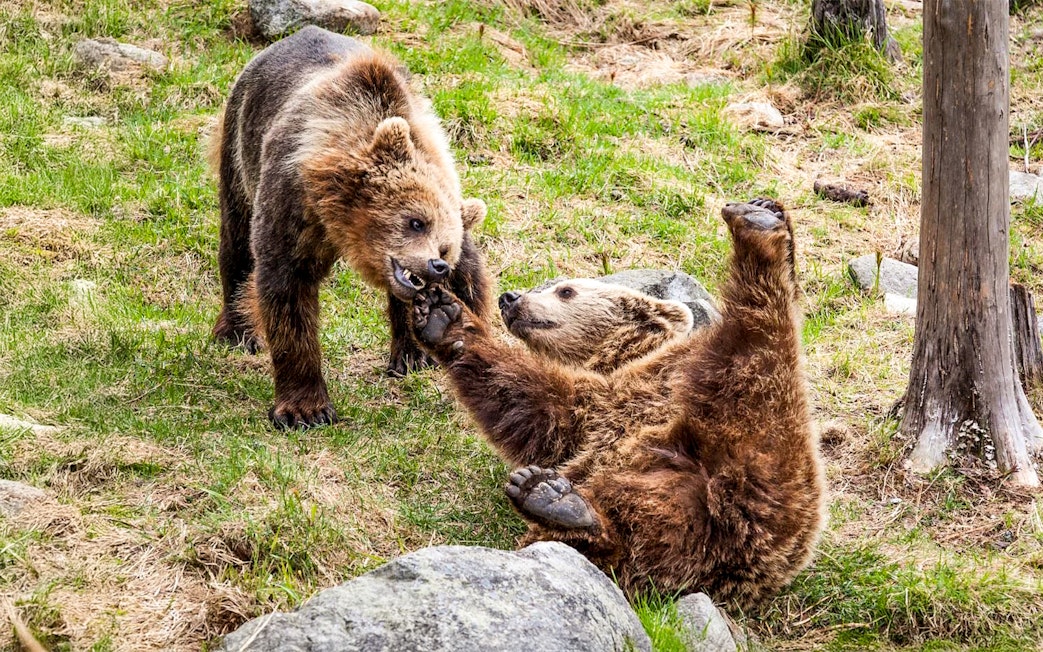 Bears playing at Ranua Wildlife Park, Finland.