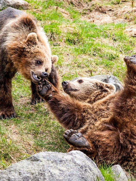 Bears playing at Ranua Wildlife Park, Finland.