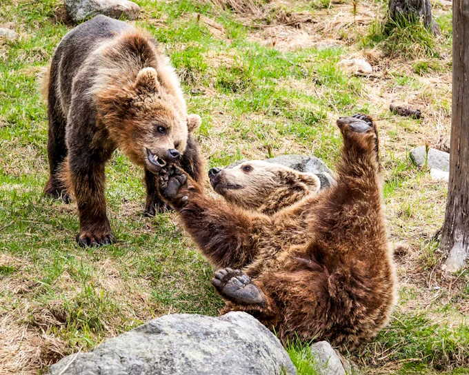 From Rovaniemi: Trip & Entry to Ranua Wildlife Park