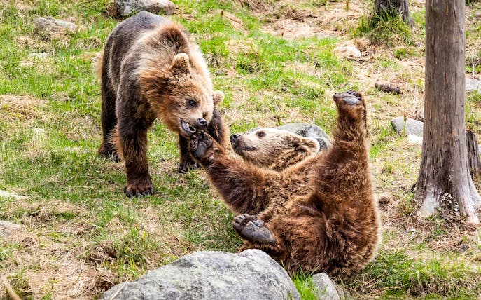 Bears playing at Ranua Wildlife Park, Finland.