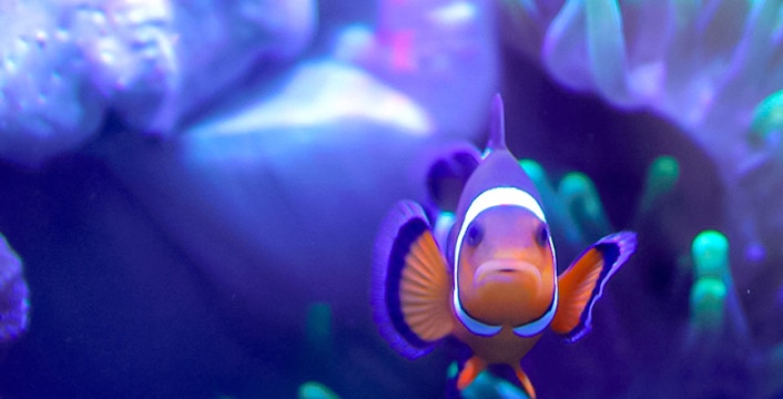 Clownfish swimming in reef tank at Edinburgh Zoo.